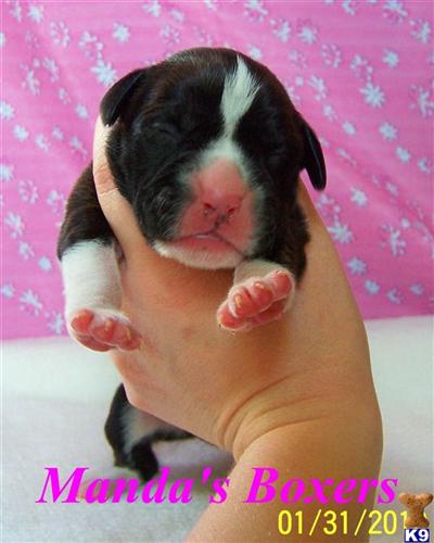 Boxer Puppies for Sale